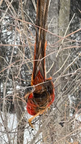 Golden Pheasant