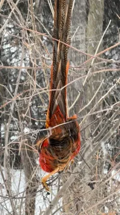Golden Pheasant thumbnail 1