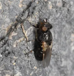 Sugarbeet Root Maggot thumbnail 2