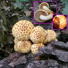 Chestnut Mushroom thumbnail 1