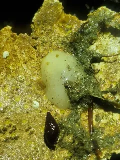 Dark-spot Cadlina thumbnail 2