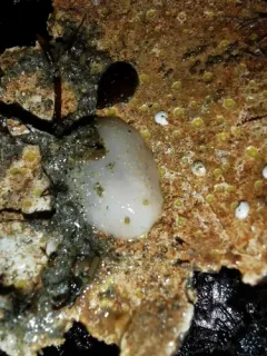 Dark-spot Cadlina thumbnail 3