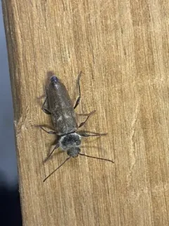 House Longhorn thumbnail 2