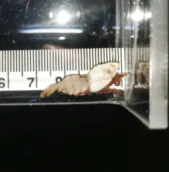 Deep Blade Shrimp thumbnail 1