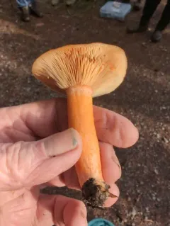 Orange Milkcap thumbnail 1