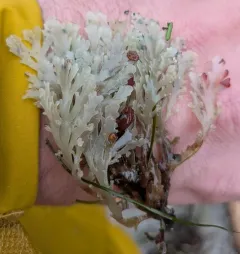 sea laurel thumbnail 3