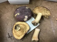 Russula squalida thumbnail 1