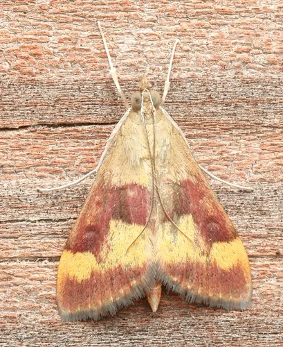 Pyrausta flavofascialis