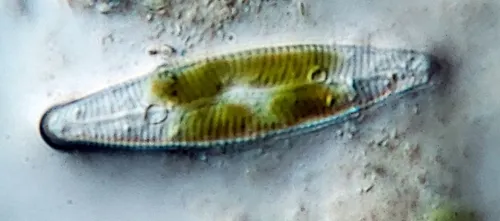 Navicula lanceolata