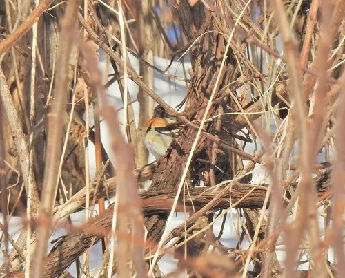 Brambling