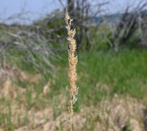 Slim-stem Small-reedgrass