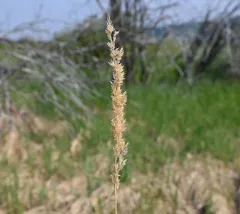 Slim-stem Small-reedgrass thumbnail 1