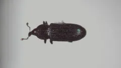 Cossonus platalea thumbnail 2