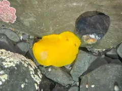 White-speckled Dorid thumbnail 2