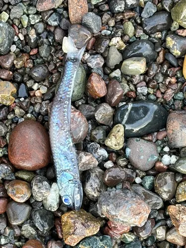 Northern Lampfish