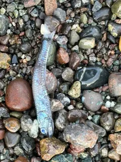 Northern Lampfish thumbnail 1