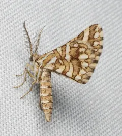 Green Broomweed Looper Moth thumbnail 2