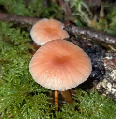 Heath Waxcap thumbnail 2