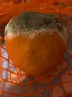 citrus green mold thumbnail 2