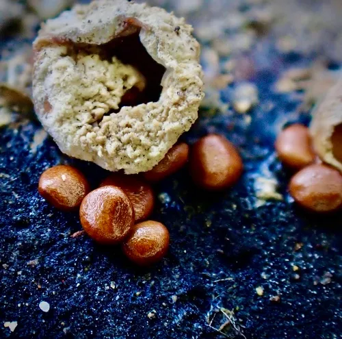 amorphous bird's nest fungus