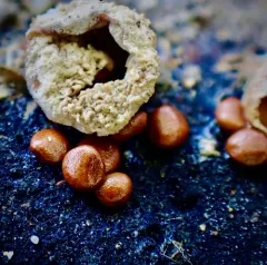 amorphous bird's nest fungus thumbnail 1