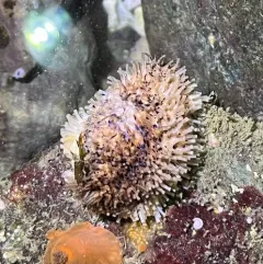 peppered sea cucumber thumbnail 2
