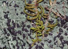 Berenger's mycobilimbia lichen thumbnail 3