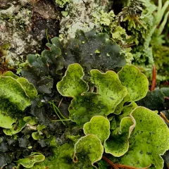 flaky freckle pelt lichen thumbnail 2