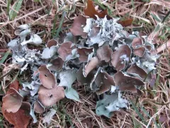 perforated ruffle lichen thumbnail 3