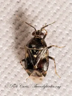 Deraeocoris nebulosus thumbnail 2