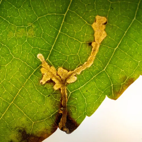 Lesser Bud Moth