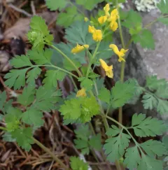 Yellow Corydalis thumbnail 2