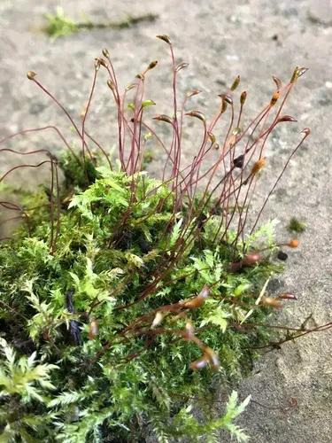 tangled thread moss