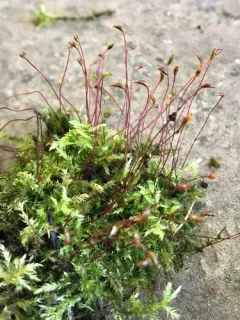 tangled thread moss thumbnail 1