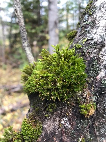 Dark-green Bristle Moss