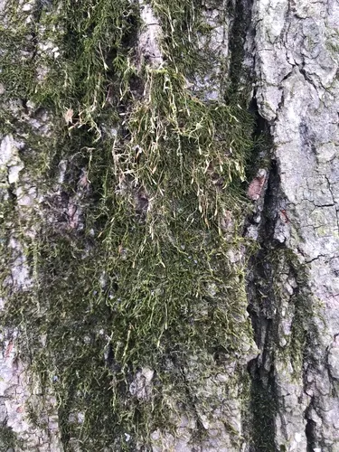 Graceful Chain Moss