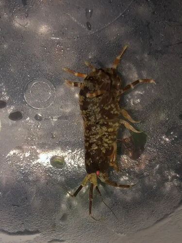 Cymadusa uncinata