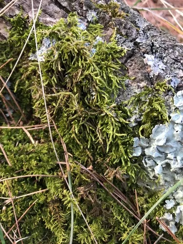 Pleated Foxtail Moss