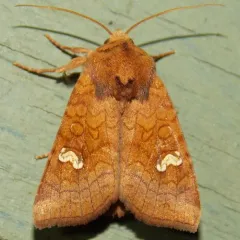 American Ear Moth thumbnail 2