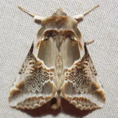 Lettered Habrosyne Moth thumbnail 2