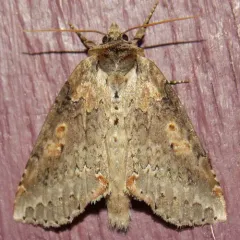 Tufted Thyatirine Moth thumbnail 2