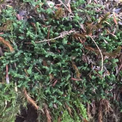 greater whipwort thumbnail 4