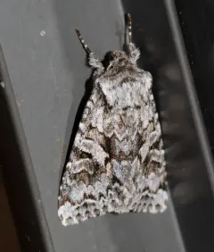Sutrina Moth thumbnail 3