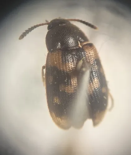 Mycetophagus flexuosus