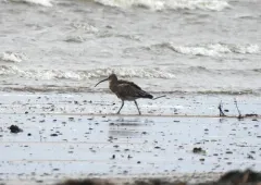 Eurasian Curlew thumbnail 2