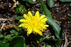 Taraxacum cordilleranum thumbnail 2