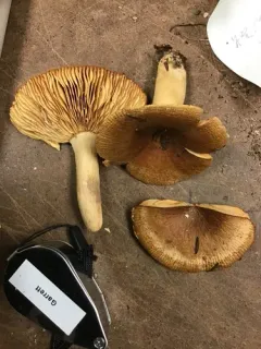Russula subfoetens thumbnail 1