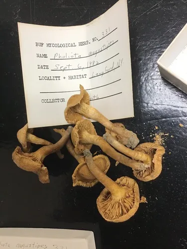 Pholiota angustipes