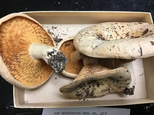 milk-white brittlegill