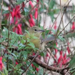 Hooded Oriole thumbnail 2
